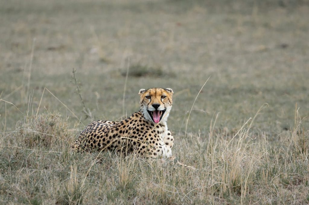 A cheetah resting in the savanna, showcasing its natural habitat. Wildlife photography at its finest.