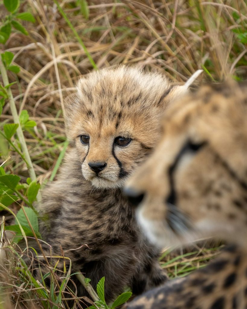 a-couple-of-cheetah-cubs-sitting-on-top-of-a-lush-green-field-dluqck-2ohk