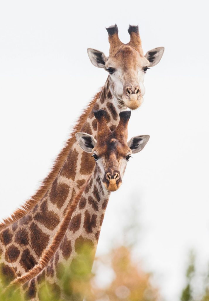 Detail of Giraffes against a faded background.