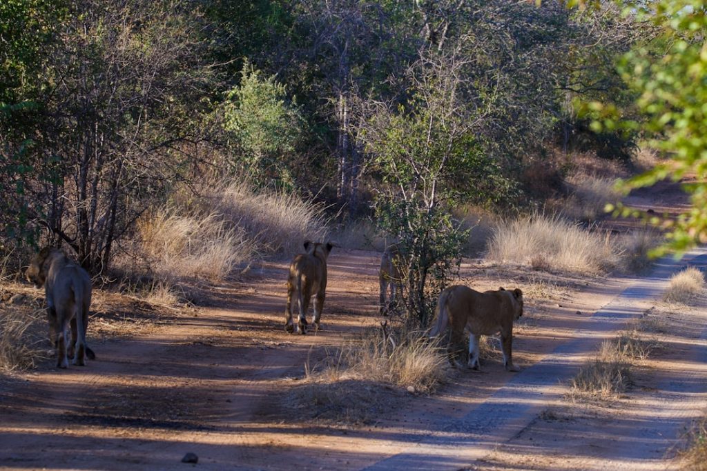 a-couple-of-lions-walking-across-a-dirt-road-c9ftkkrh7du