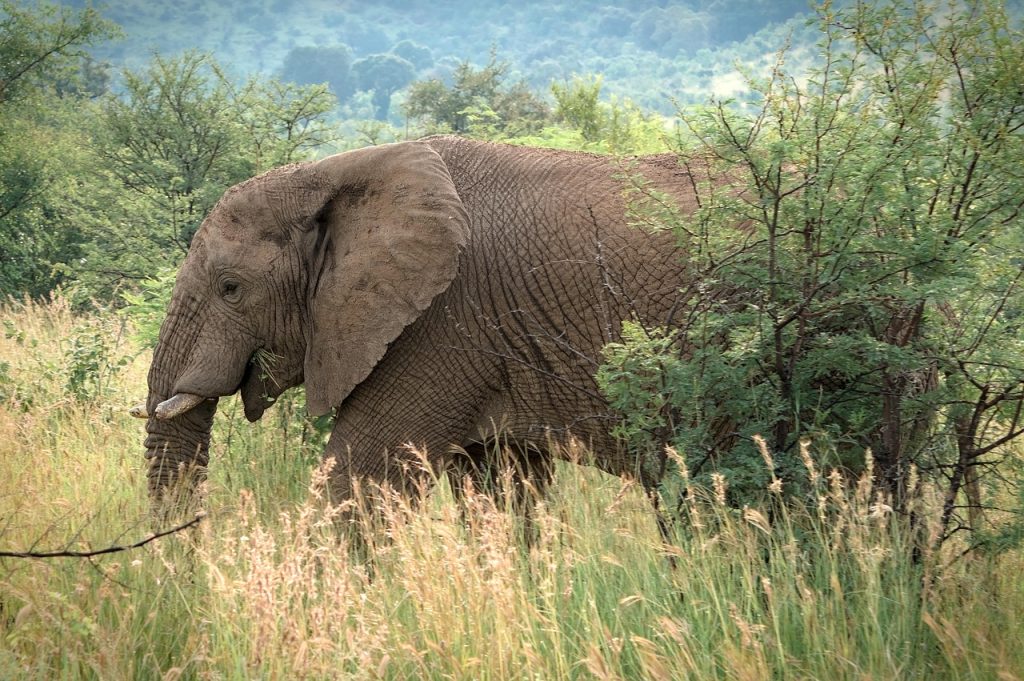 animal, mammal, elephant, nature, wildlife, safari, africa