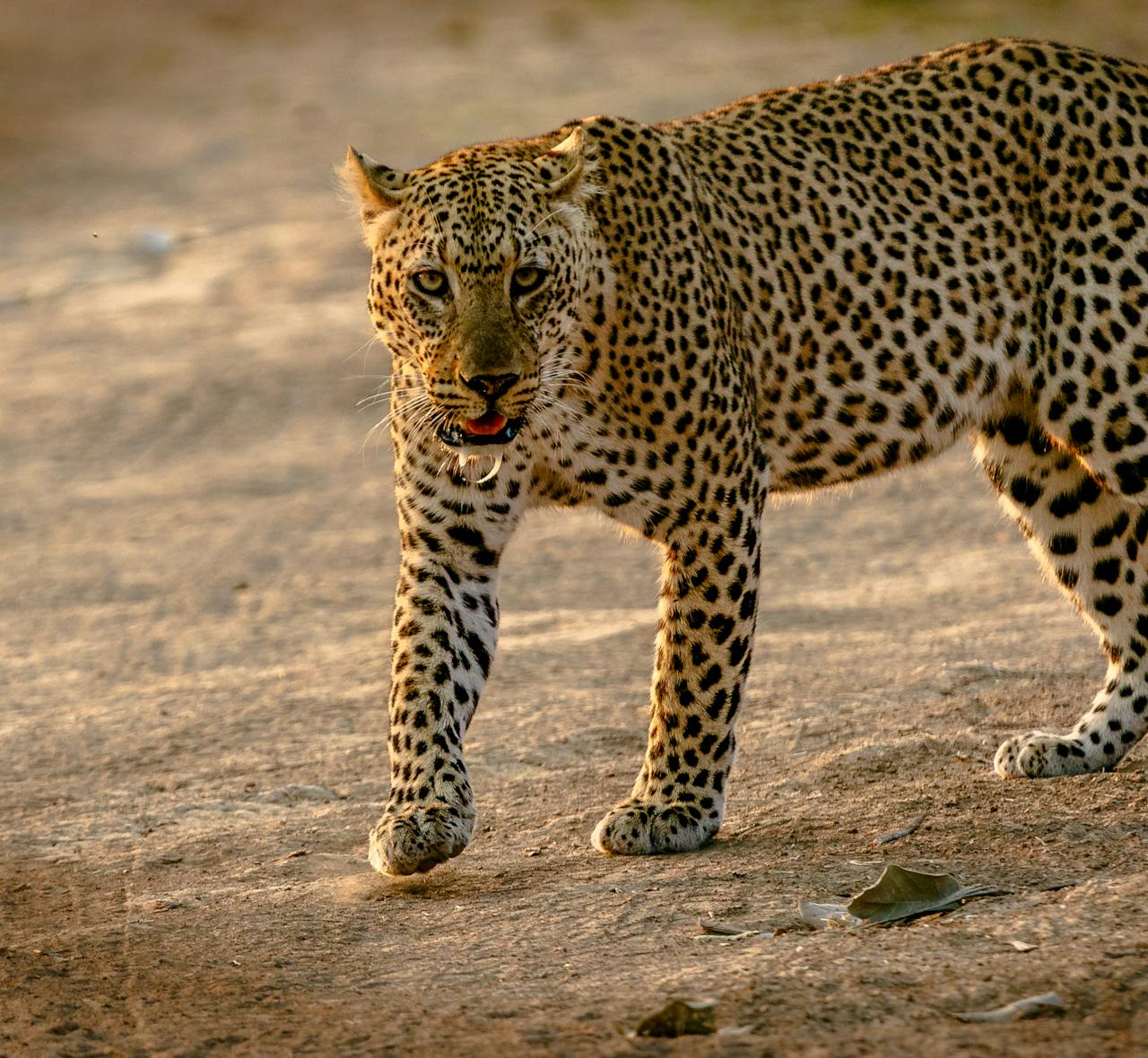 Close-up of a leopard walking in its natural habitat, showcasing its striking patterns.