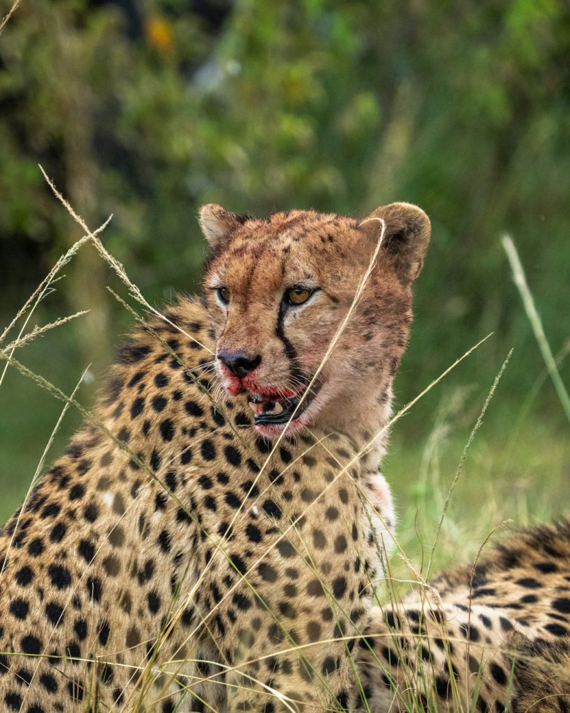 cheetah-on-green-grass-during-daytime-e4zaydhgwts