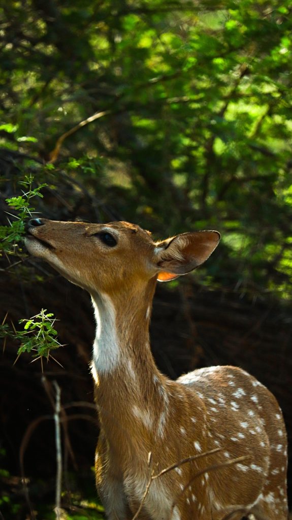 deer, animal, forest, wildlife, safari, nature