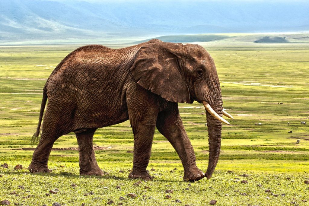 elephant, safari, animal, defence, africa, savanna, zoo, nature, reserve, elephant, elephant, elephant, elephant, elephant