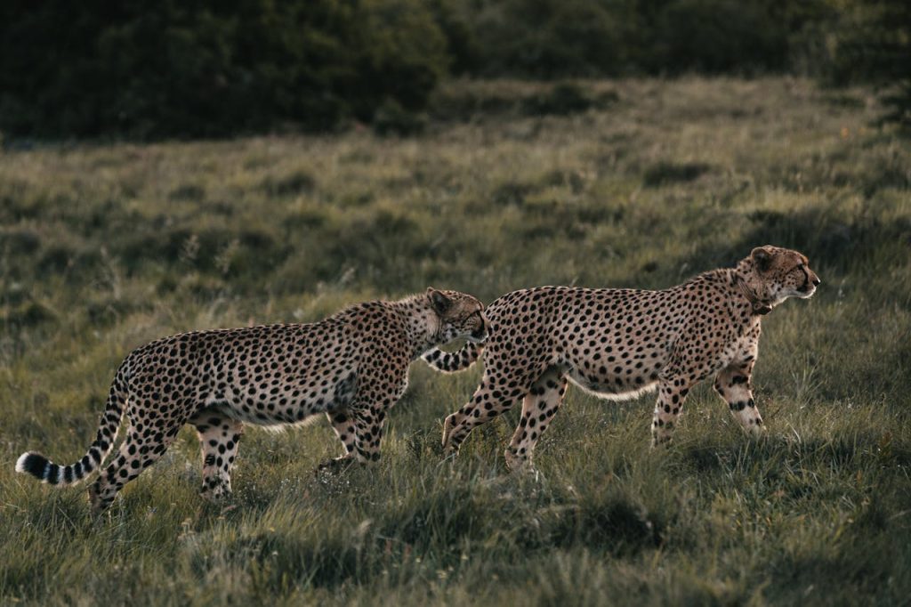 Two cheetahs walking side by side in a serene African grassland. Perfect wildlife safari shot.