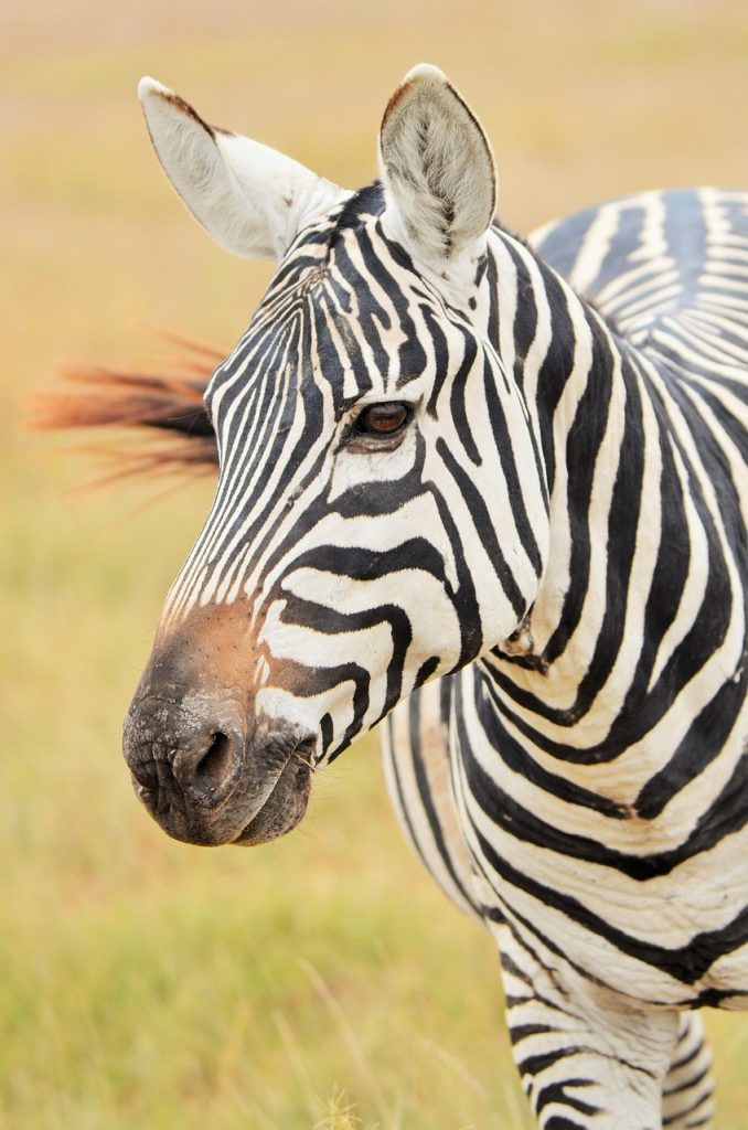 zebra, africa, safari, savannah, stripes, zebra, zebra, zebra, zebra, zebra