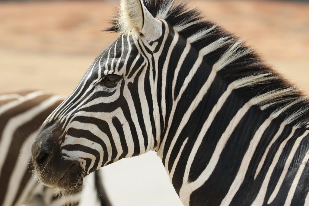 zebra, stripes, wildlife, nature, animal, safari, portrait